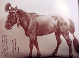 Өвгөн зээрд (Дууль)